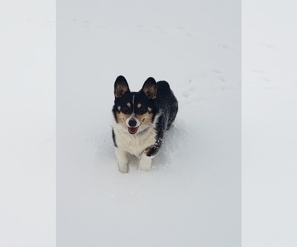Medium Photo #18  Breeder Profile in BRIGGSDALE, CO, USA