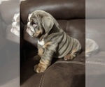 Small breeder photo
