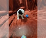 Small #17 Breeder Profile image