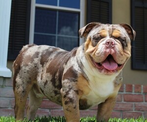 Main photo of Bulldog Dog Breeder near CHALMETTE, LA, USA