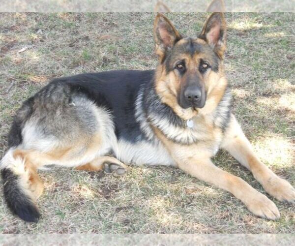 Medium Photo #1  Breeder Profile in COLUMBUS, NE, USA