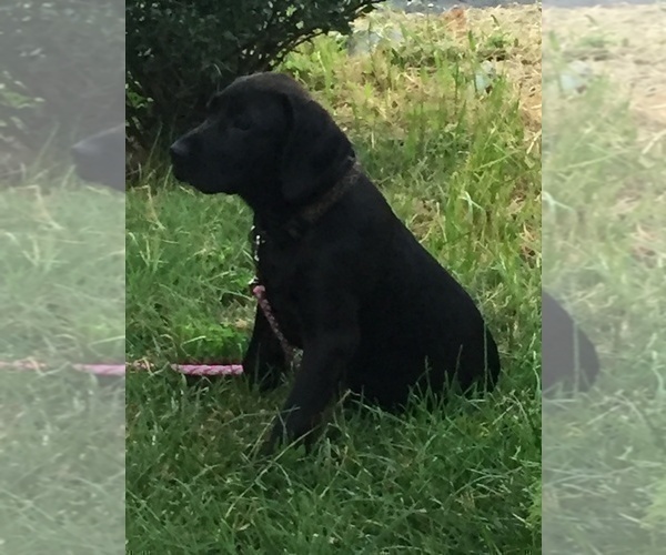 Medium Photo #41  Breeder Profile in NEOLA, WV, USA