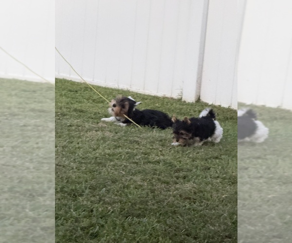 Medium Photo #4  Breeder Profile in DARLINGTON, SC, USA