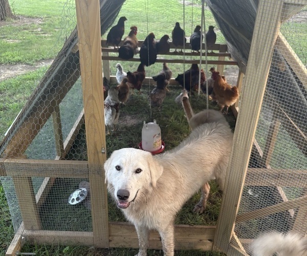 Medium Photo #7  Breeder Profile in LECOMPTON, KS, USA