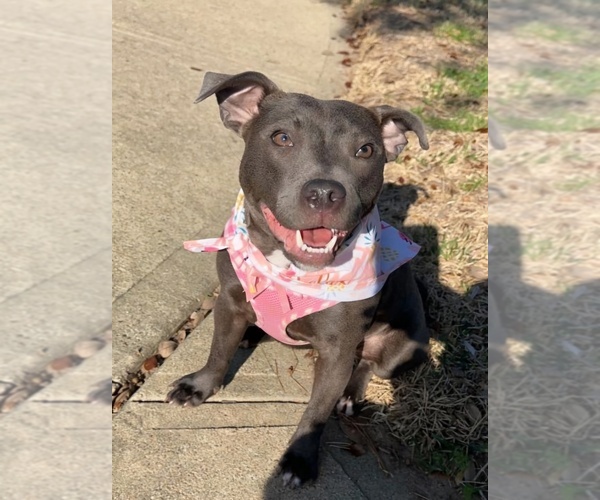 Medium Photo #10  Breeder Profile in HOUSTON, TX, USA