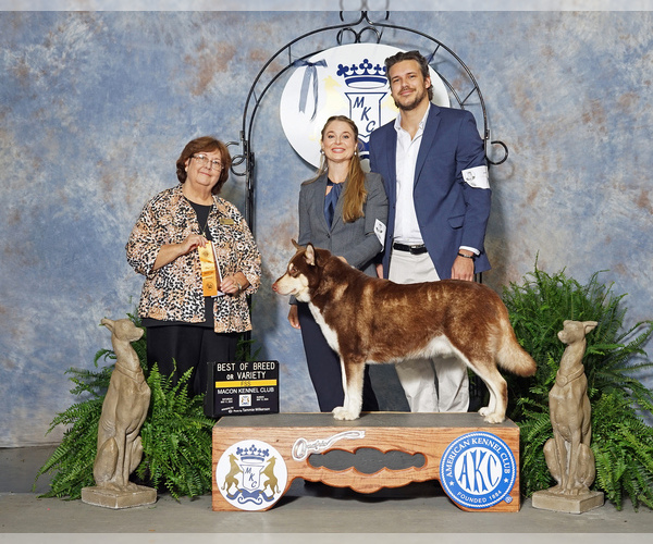 Medium Photo #2  Breeder Profile in BOCA RATON, FL, USA