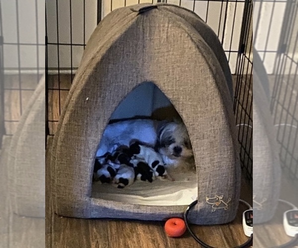 Medium Photo #1  Breeder Profile in TEMPLE, TX, USA