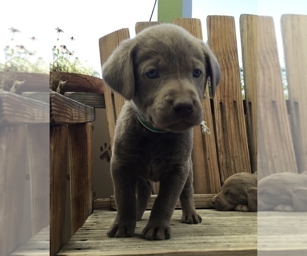 Medium Photo #6  Breeder Profile in WARNER SPRINGS, CA, USA