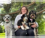 Small breeder photo