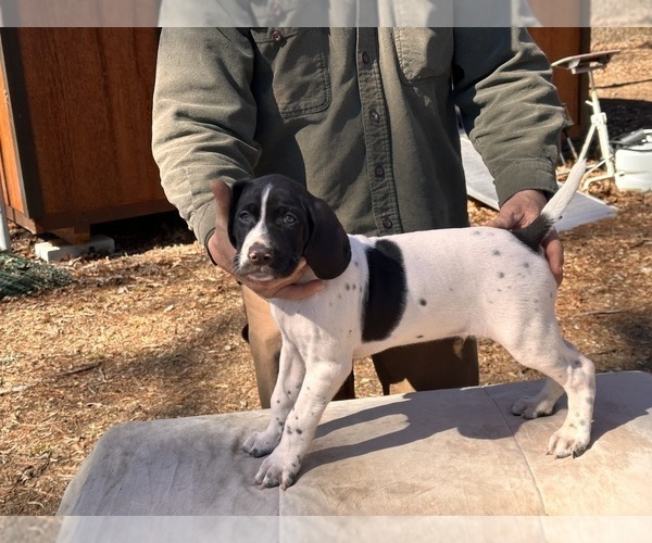 Medium Photo #20  Breeder Profile in LEXINGTON, SC, USA