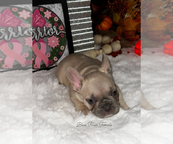 Medium Photo #18  Breeder Profile in MARICOPA, AZ, USA