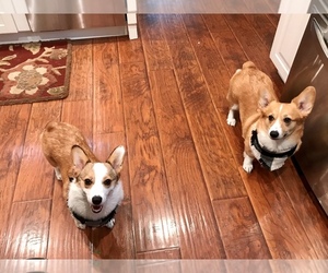 Main photo of Pembroke Welsh Corgi Dog Breeder near SANTEE, CA, USA