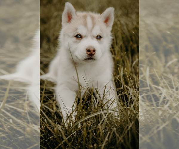 Medium Photo #1  Breeder Profile in HENNIKER, NH, USA