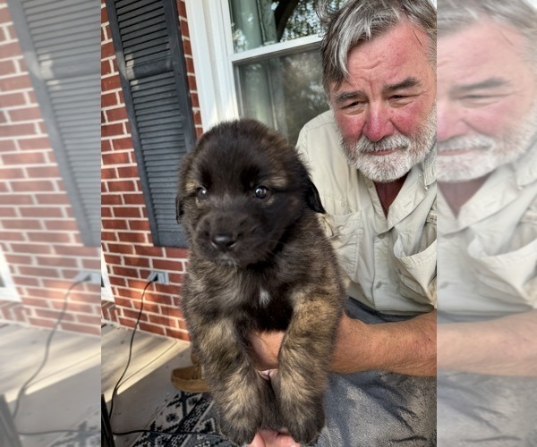 Medium Photo #9  Breeder Profile in MANCHESTER, TN, USA