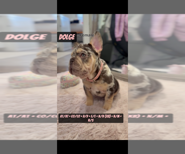 Medium Photo #8  Breeder Profile in MUNSTER, IN, USA