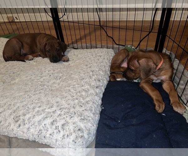 Medium Photo #25  Breeder Profile in MURFREESBORO, TN, USA