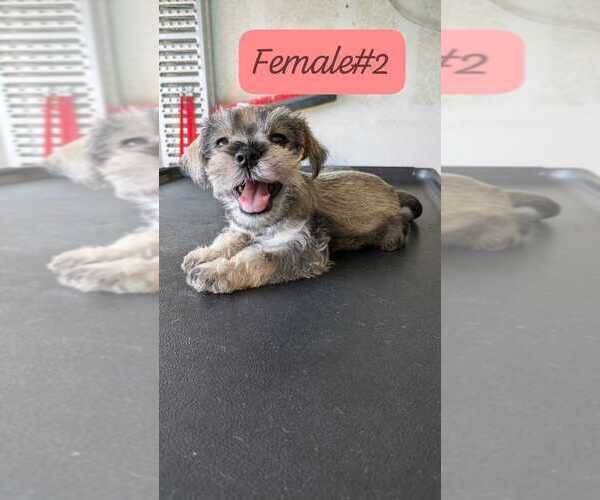 Medium Photo #3  Breeder Profile in EL PASO, TX, USA
