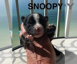 Small #13 Breeder Profile image