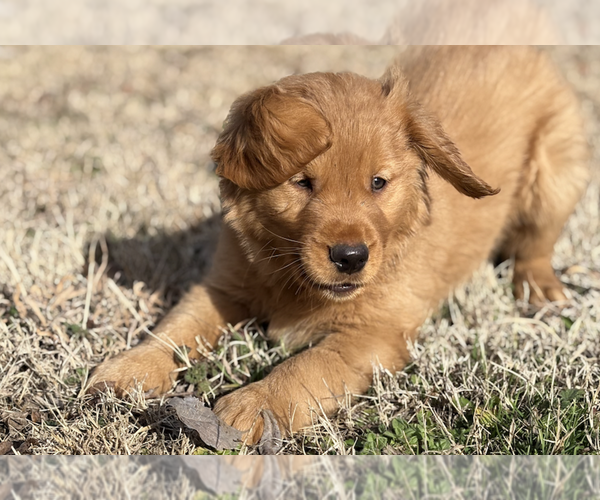 Medium Photo #2  Breeder Profile in DURANT, OK, USA