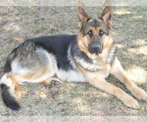 German Shepherd Dog Dog Breeder near COLUMBUS, NE, USA