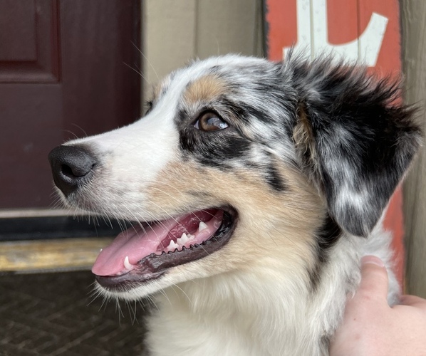 Medium Photo #1  Breeder Profile in KONAWA, OK, USA