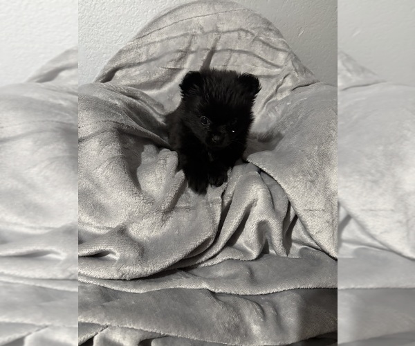 Medium Photo #8  Breeder Profile in FARMERSVILLE, TX, USA