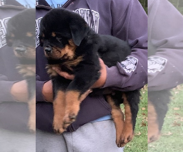 Medium Photo #14  Breeder Profile in HUGHESVILLE, MD, USA