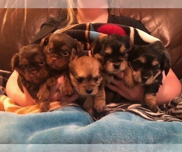 Medium Photo #6  Breeder Profile in SCOTTSDALE, AZ, USA