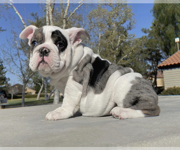 Medium Photo #1  Breeder Profile in MORENO VALLEY, CA, USA