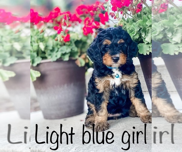 Medium Photo #1  Breeder Profile in HYDE PARK, UT, USA
