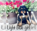 Small breeder photo