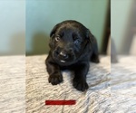 Small #9 Breeder Profile image