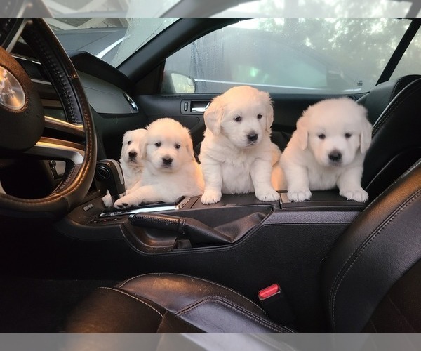 Medium Photo #1  Breeder Profile in JACKSONVILLE, FL, USA