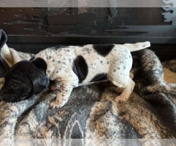 Medium Photo #12  Breeder Profile in BOONVILLE, IN, USA