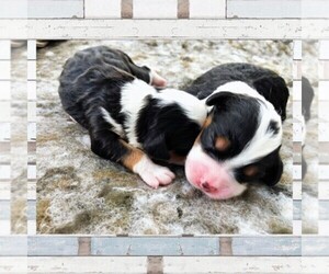 Main photo of Miniature Bernedoodle Dog Breeder near BELLVILLE, OH, USA
