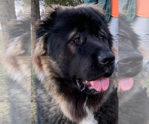 Medium Photo #70  Breeder Profile in TWINING, MI, USA