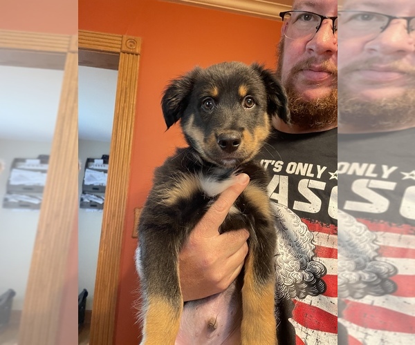 Medium Photo #1  Breeder Profile in JEFFERSONTOWN, KY, USA
