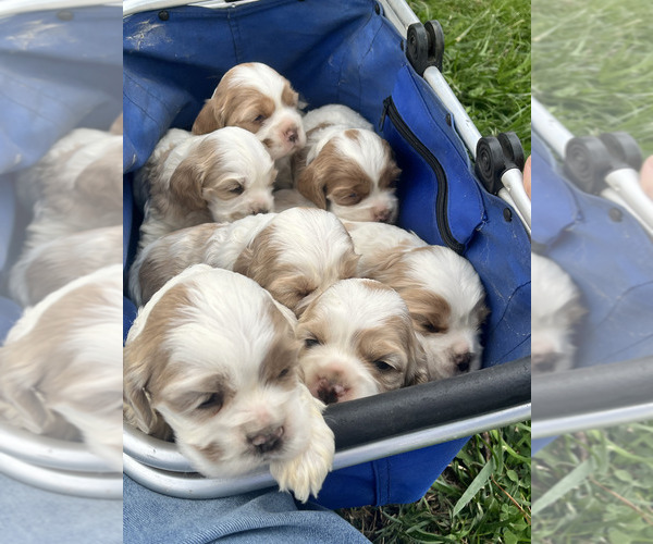 Medium Photo #1  Breeder Profile in TRINITY, NC, USA