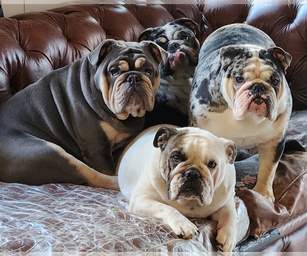 Medium Photo #1  Breeder Profile in NOVI, MI, USA