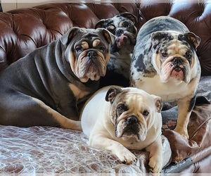 Bulldog Dog Breeder near NOVI, MI, USA