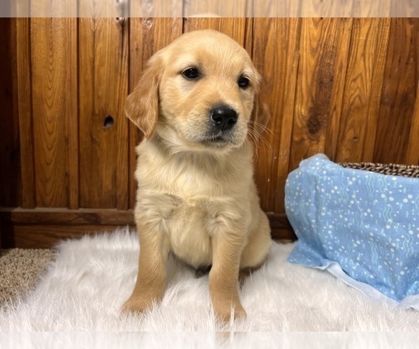Medium Photo #38  Breeder Profile in NEOLA, WV, USA