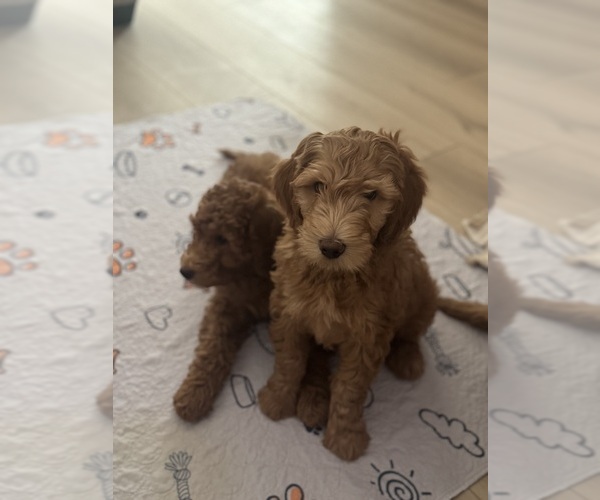 Medium Photo #7  Breeder Profile in TEMPE, AZ, USA