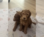 Small #6 Breeder Profile image