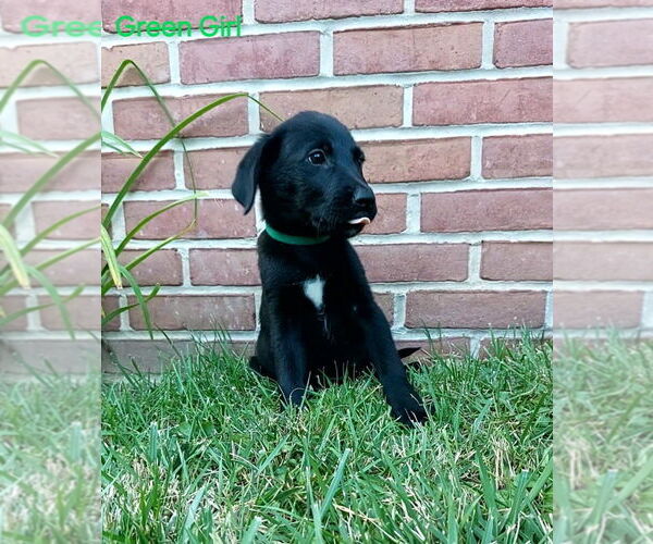 Medium Photo #8  Breeder Profile in CLEARVILLE, PA, USA
