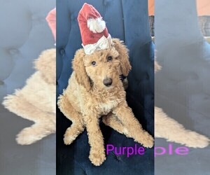 Afghan Hound-Poodle (Standard) Mix Dog Breeder near VANCOUVER, WA, USA