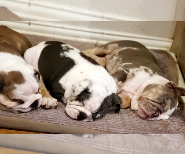 Medium Photo #10  Breeder Profile in FLORESVILLE, TX, USA