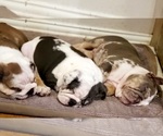 Small #9 Breeder Profile image