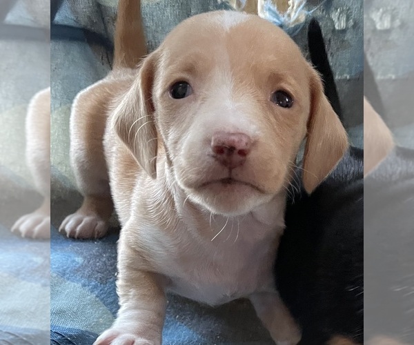 Medium Photo #13  Breeder Profile in MOUNT PLEASANT, IA, USA