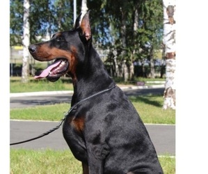 Doberman Pinscher Dog Breeder in SAMSON,  USA