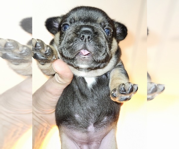 Medium Photo #5  Breeder Profile in FENTON, MO, USA